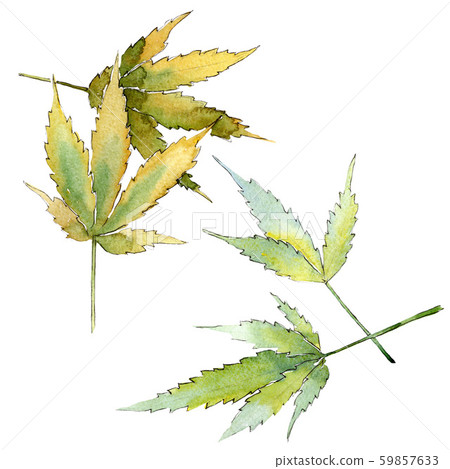Cannabis green leaves. Watercolor background illustration set. Isolated cannabis illustration Cannabis green leaves. Watercolor background illustration set. Isolated cannabis illustration 59857633