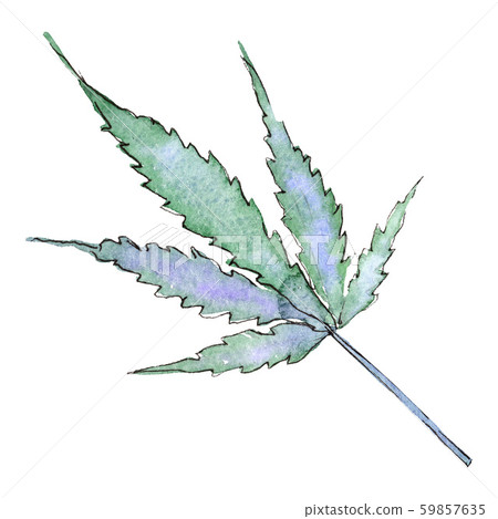 Cannabis green leaves. Watercolor background illustration set. Isolated cannabis illustration Cannabis green leaves. Watercolor background illustration set. Isolated cannabis illustration 59857635