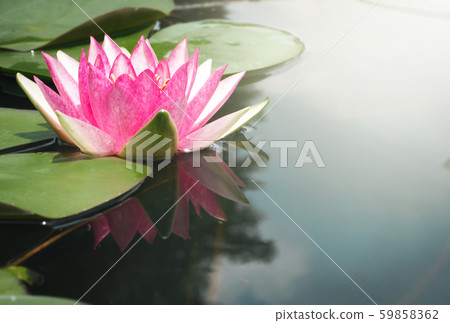 Beautiful lotus flower, lily water Beautiful lotus flower, lily water 59858362
