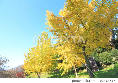 Ginkgo tree Ginkgo tree 59858737