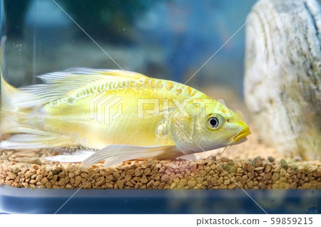 Swallowtail 59859215