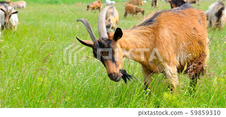 A Flock goats on a green meadow. Wide photo. A Flock goats on a green meadow. Wide photo. 59859310
