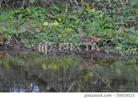Pheasant drinking Pheasant drinking 59859523