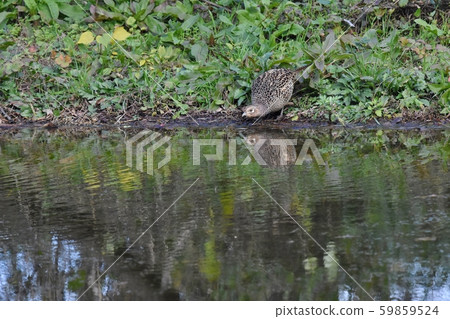 Pheasant drinking Pheasant drinking 59859524