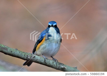 在Yakushi-ike公園的野生鳥 在Yakushi-ike公園的野生鳥 59860194