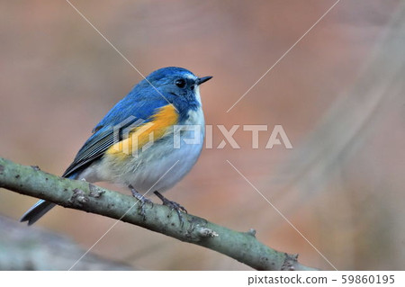 在Yakushi-ike公園的野生鳥 在Yakushi-ike公園的野生鳥 59860195