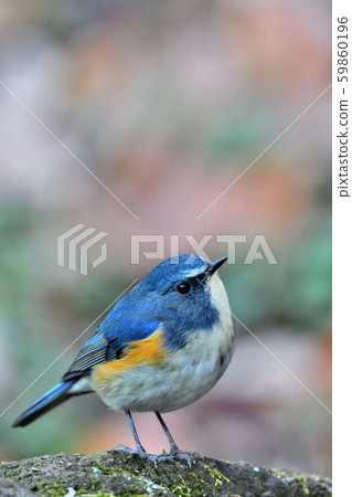 在Yakushi-ike公園的野生鳥 59860196