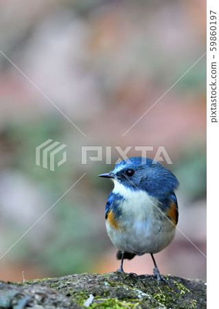 在Yakushi-ike公園的野生鳥 在Yakushi-ike公園的野生鳥 59860197