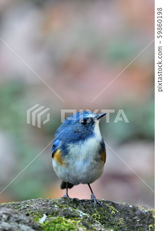 Wild bird at Yakushi-ike park Wild bird at Yakushi-ike park 59860198