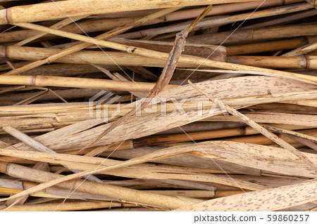 Close-up of a stack of dry reed stalks 59860257