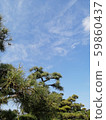 Pine and sky 59860437