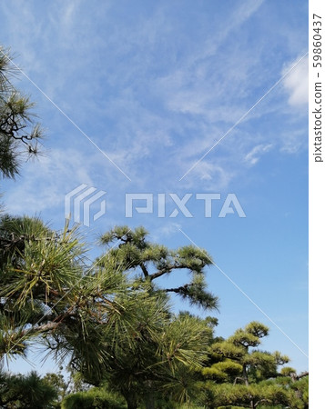 松樹和天空 松樹和天空 59860437