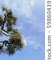 Pine tree 59860439
