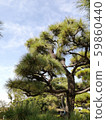 Pine garden 59860440