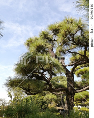 Pine garden Pine garden 59860440