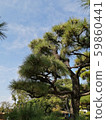 Pine garden 59860441