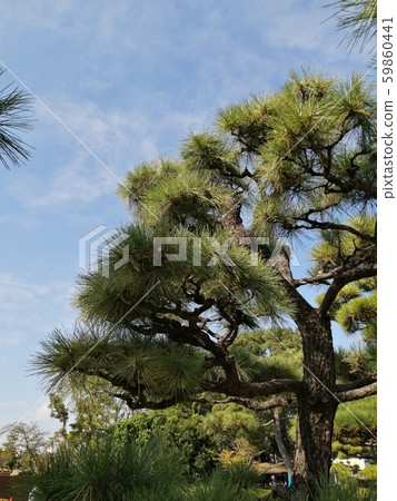 松園 松園 59860441