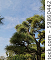 Pine tree 59860442