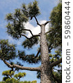 Pine trees and clouds 59860444