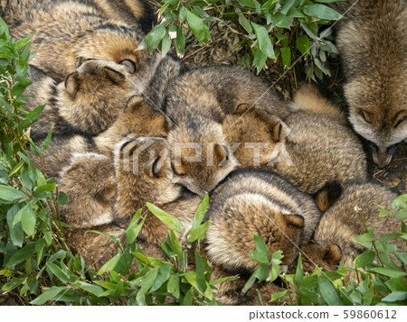 Tanuki dumpling Tanuki dumpling 59860612