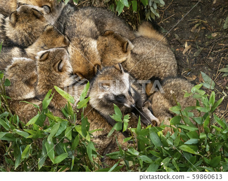 Tanuki dumpling 59860613