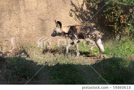 Rikaon: A cool wolf with colorful spots 59860618