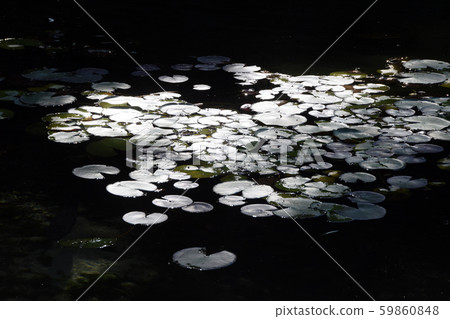 Tokugawa Garden 59860848