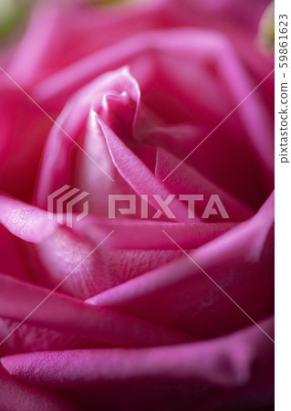 獻上美麗的花朵慶祝 59861623