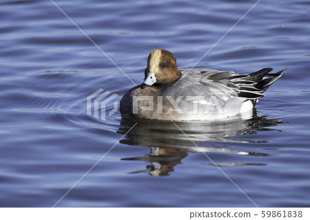 Widgeon Lake Biwa 59861838