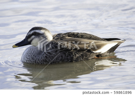 Caldamo Lake Biwa 59861896