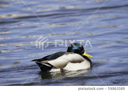 Mallard Duck Lake Biwa 59862080
