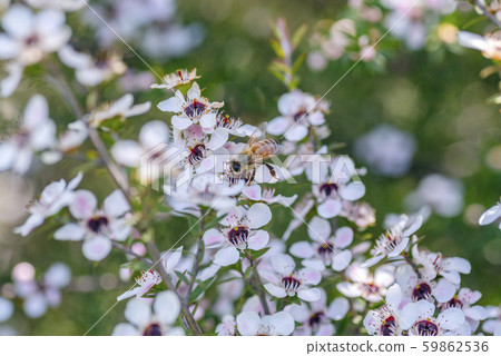 New Zealand Manuka flowers and honey bees 59862536