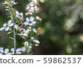 New Zealand Manuka flowers and honey bees 59862537