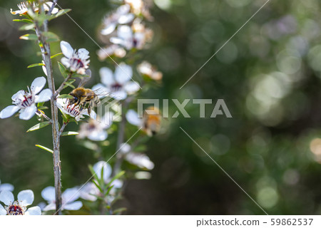 新西蘭麥盧卡花和蜜蜂 新西蘭麥盧卡花和蜜蜂 59862537