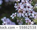New Zealand Manuka flowers and honey bees 59862538