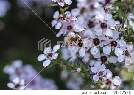 New Zealand Manuka flowers and honey bees 59862538