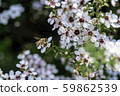 New Zealand Manuka flowers and honey bees 59862539