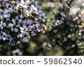 New Zealand Manuka flowers and honey bees 59862540