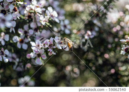 New Zealand Manuka flowers and honey bees 59862540