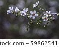 New Zealand Manuka Flower 59862541