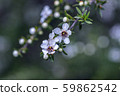 New Zealand Manuka Flower 59862542