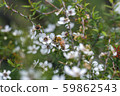 New Zealand Manuka flowers and honey bees 59862543