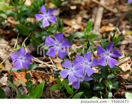 長春地面覆蓋物 59862673