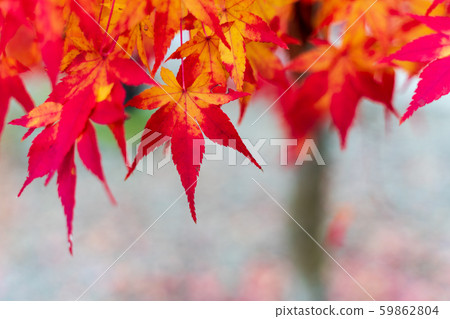 Maple with colored leaves (Kitakata Fukushima) Maple with colored leaves (Kitakata Fukushima) 59862804