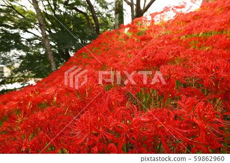 Haguroyama Park cluster amaryllis 2019 Haguroyama Park cluster amaryllis 2019 59862960