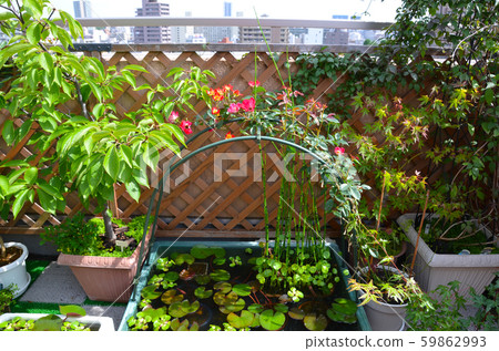 屋頂陽台上的生物群落玫瑰拱 59862993