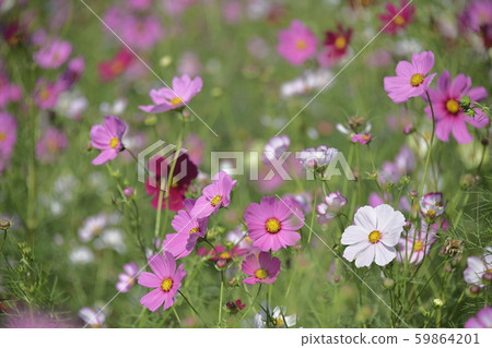 Red and white cosmos in full bloom 59864201