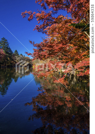 Shinshu, Karuizawa-machi, Kitasaku-gun, Nagano, Karuizawa, autumn leaves of Kumoba Pond in autumn 59864338