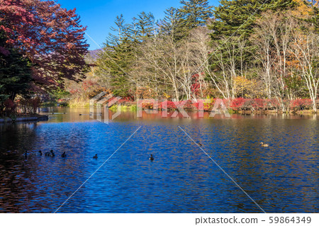 Shinshu, Karuizawa-machi, Kitasaku-gun, Nagano, Karuizawa, autumn leaves of Kumoba Pond in autumn Shinshu, Karuizawa-machi, Kitasaku-gun, Nagano, Karuizawa, autumn leaves of Kumoba Pond in autumn 59864349