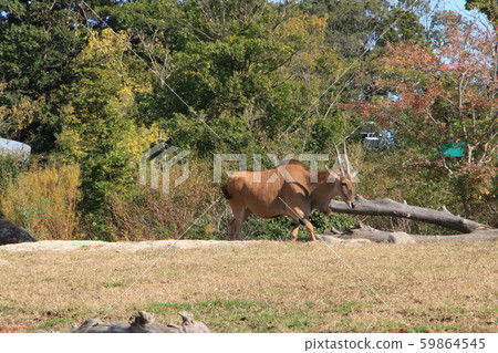 Eland Eland 59864545